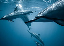 pp电子试玩-开云官方网站：开启数字世界的新门扉